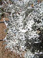 Cineraire maritime - Senecio cineraria (en Corse) (02) (Photo F. Mrugala)